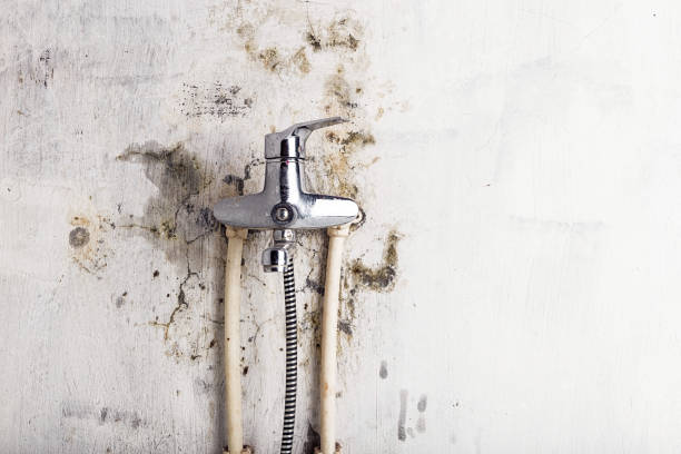 Best Mold Remediation  in Capitol View, SC