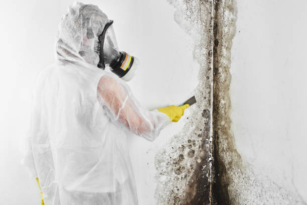 Best Residential Mold Removal  in Capitol View, SC