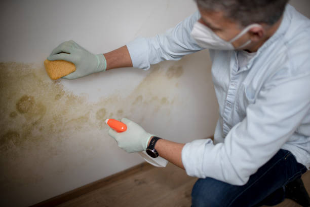 Best Mold Removal Specialists  in Capitol View, SC