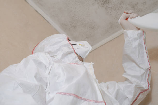 Best Affordable Mold Removal  in Capitol View, SC