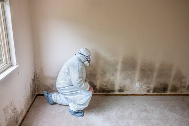 Best Attic Mold Removal  in Capitol View, SC