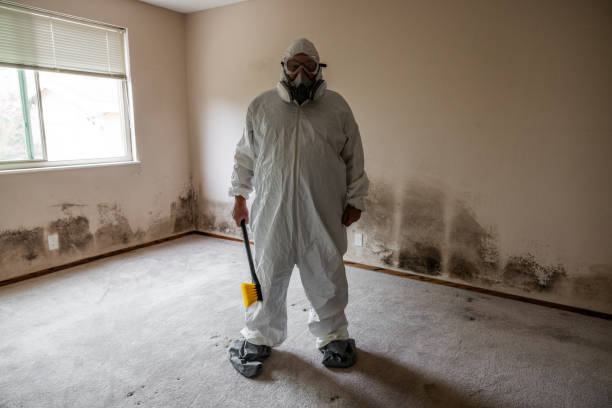 Best Same-Day Mold Removal  in Capitol View, SC