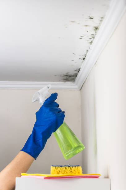 Best Certified Mold Removal  in Capitol View, SC
