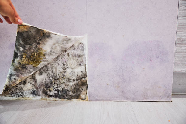 Best Mold Removal Company Near Me  in Capitol View, SC